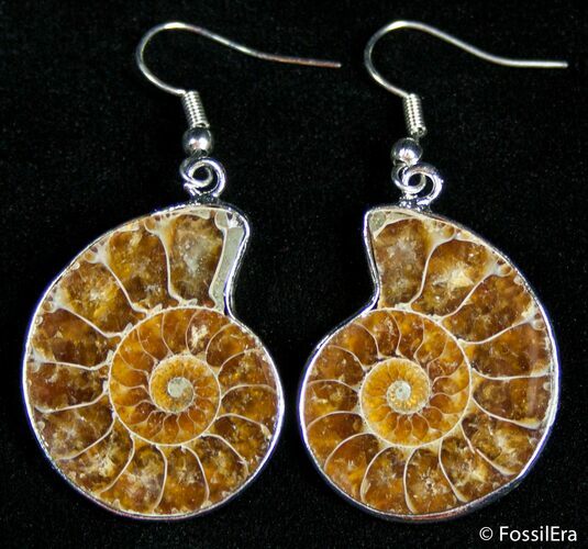 Ammonite Earrings #2681